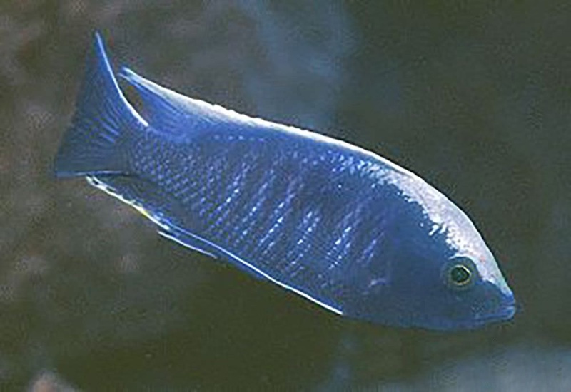 Copadichromis sp. 'mloto reef' Maison Reef